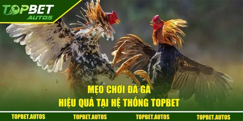 Mẹo chơi đá gà hiệu quả tại hệ thống TOPBET